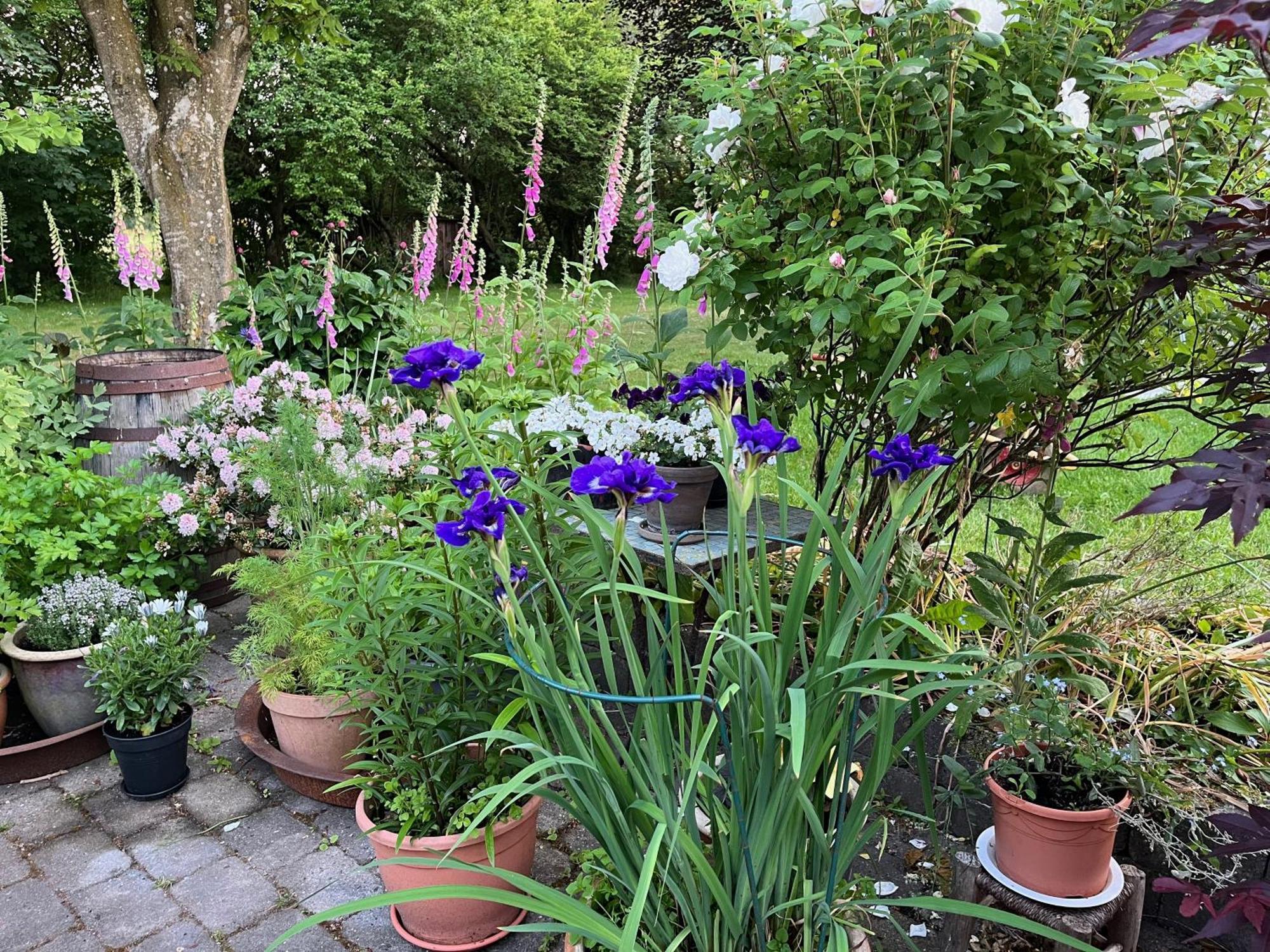 Fuglsang Bed & Breakfast Hjørring Esterno foto